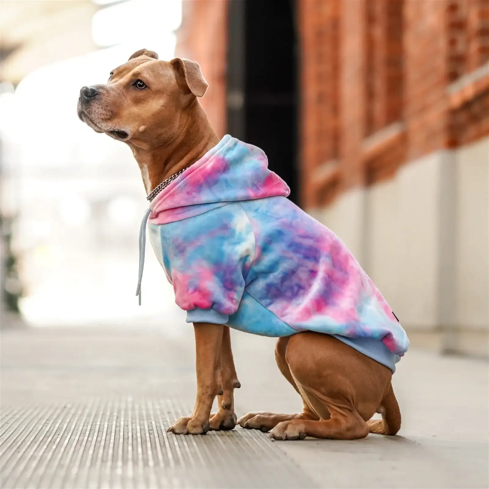 Image of Velvet Dog Hoodie - Snow Cone