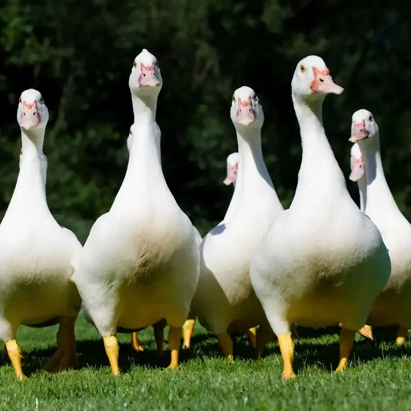 A photo of a group of geese
