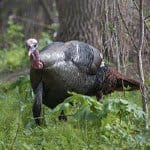 Turkey Hunting: Seven Setup Blunders
