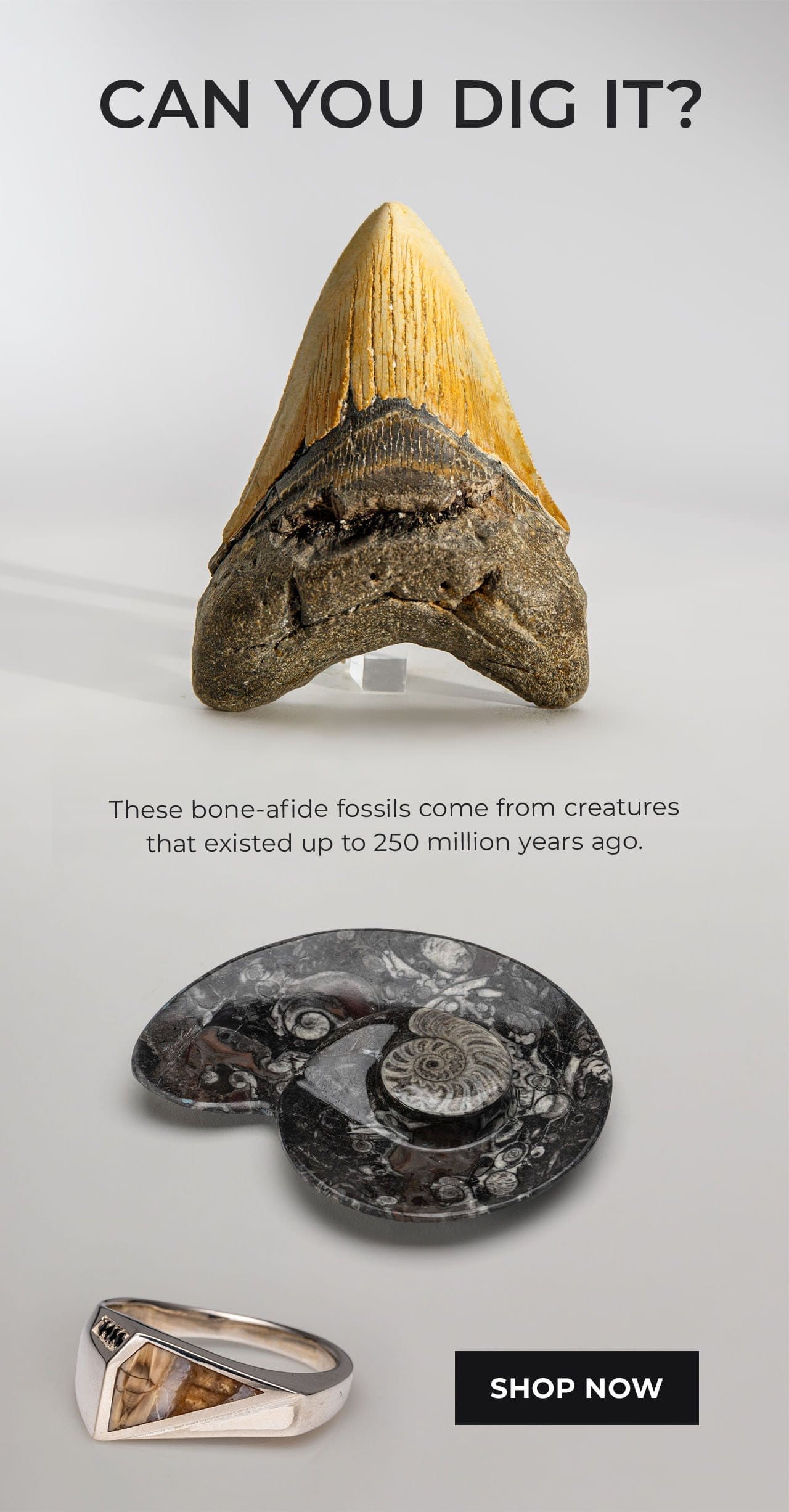 Bone-Afide Fossils | SHOP NOW