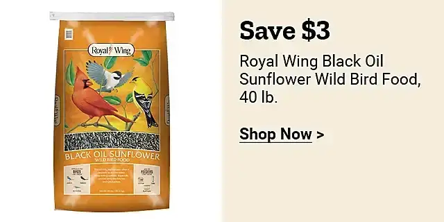  24Week16RoyalWingBlackOilSunflowerWildBirdFoodlb 