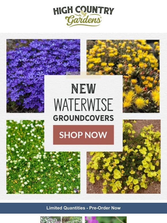 29 New Groundcovers For Spring 2024