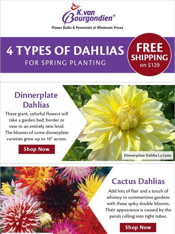 4 dahlia types to plant this spring