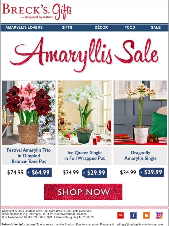 Amaryllis Sale! Over 60 items and counting!