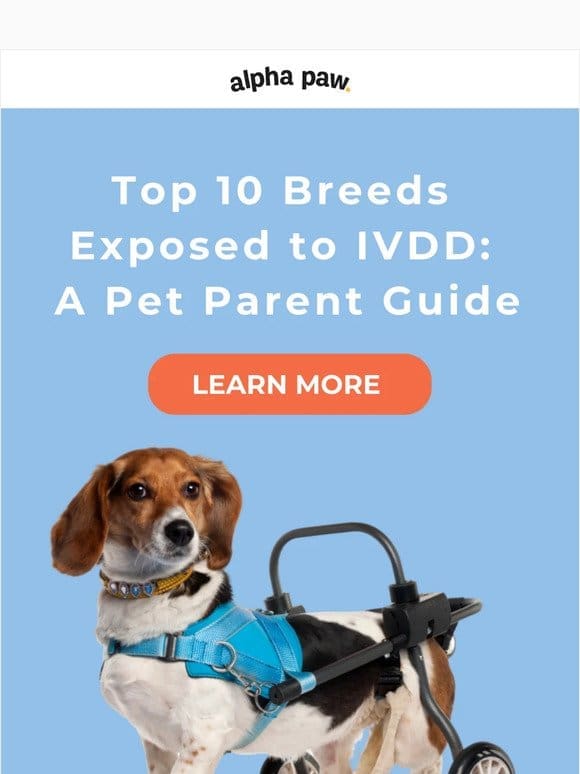 Attn Pet Parent， Here are the Top 10 Breeds Exposed to IVDD