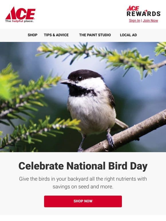 Celebrate National Bird Day with Deals