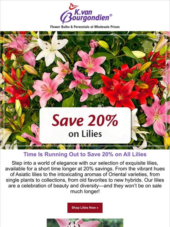 Don’t Miss Out: 20% Off Sale on Lilies Ends Soon!