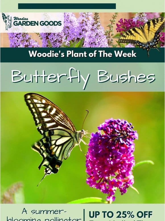 Enjoy Up To 25% OFF Butterfly Bushes!