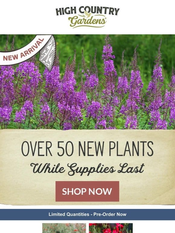 Explore New Waterwise Plants For Spring 2024
