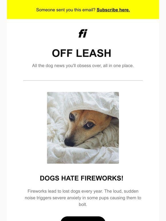 Is Your Dog Afraid of Fireworks?
