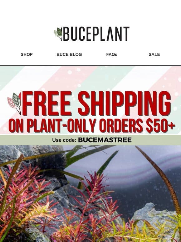 Limited time: Free plant shipping for Bucemas