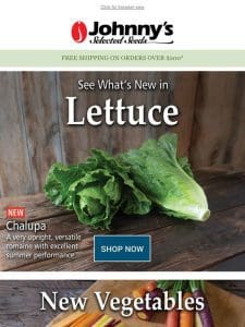 New Lettuce for 2024