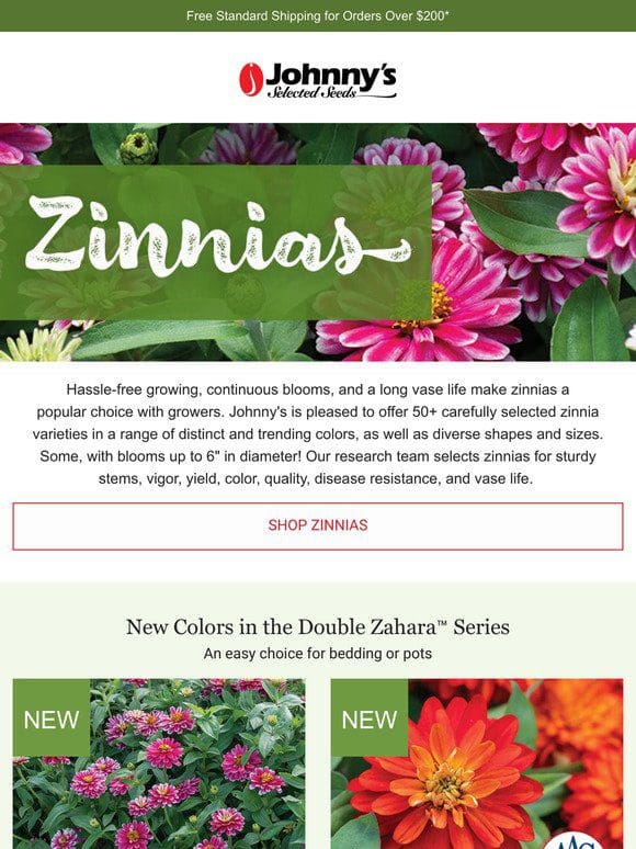 New Zinnias for Containers and Gardens