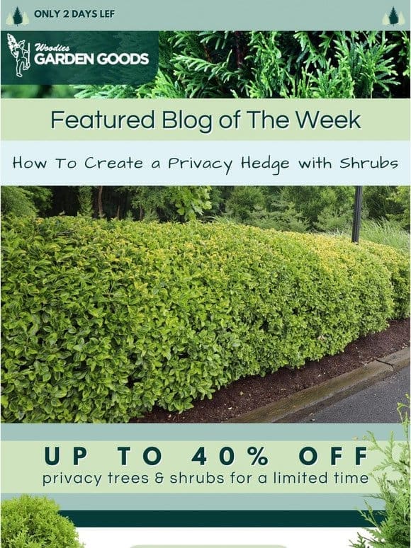 Only Two Days Left For Up To 40% OFF Privacy Trees & Shrubs