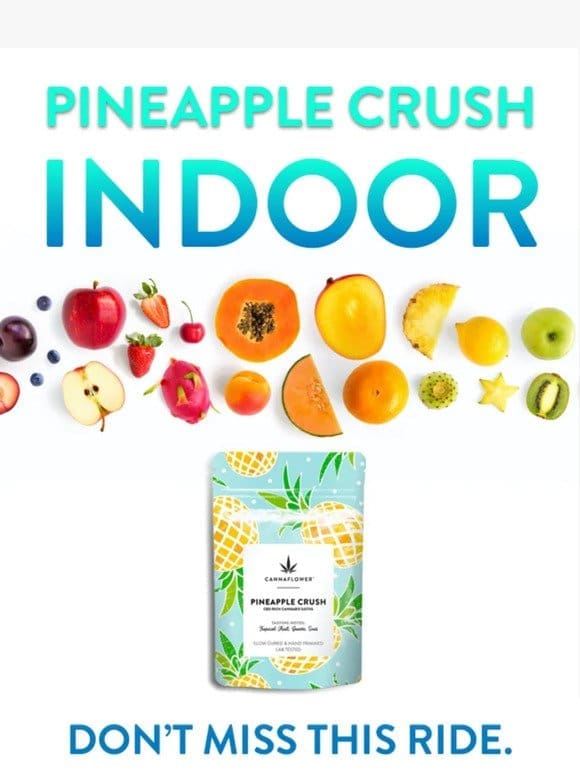 Pineapple Crush Indoor
