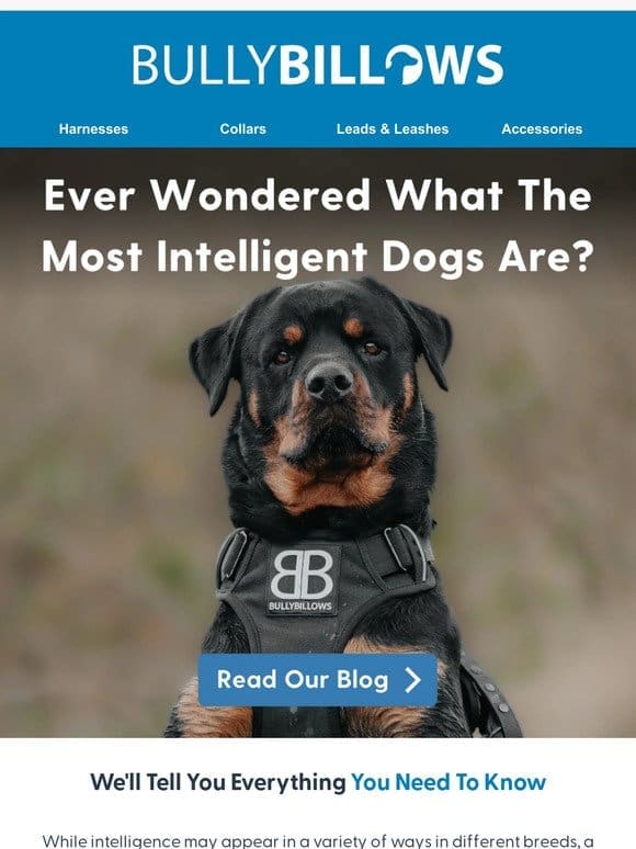 See Who’s Top Dog For Intelligence