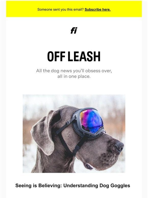 Things for your dog that you didn’t know you needed…