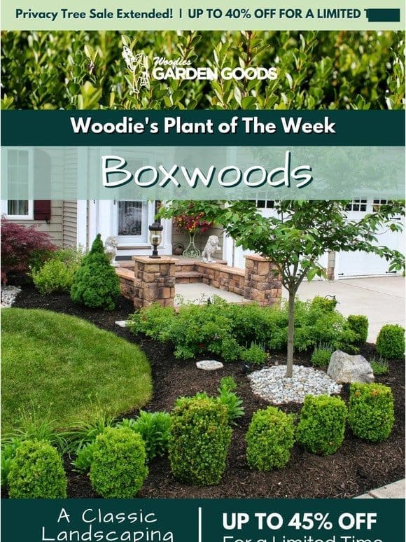 Think Outside The Box With Up To 45% OFF Boxwoods!