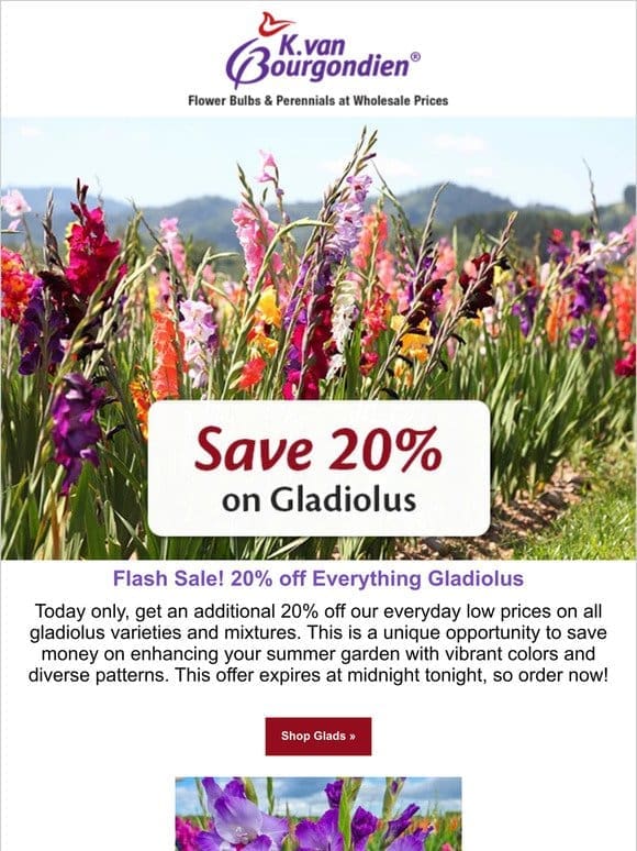 Today Only! 20% off Gladiolus Varieties and Mixes