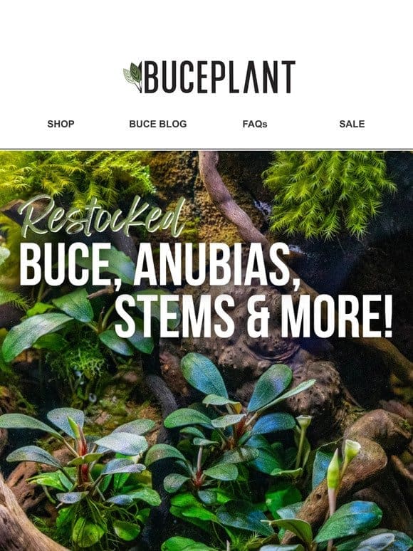 Top Plant Picks (Including Buce Baskets)