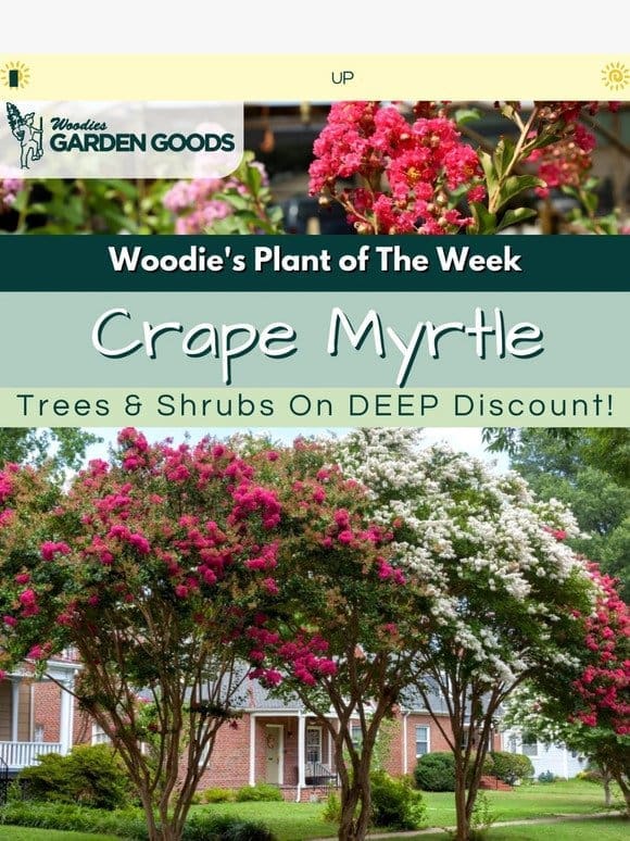 UP TO 50% OFF Crape Myrtle Trees & Shrubs!