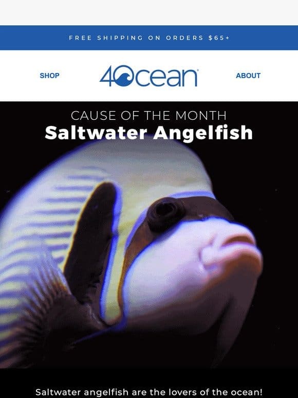 Angelfish are the lovers of the ocean!
