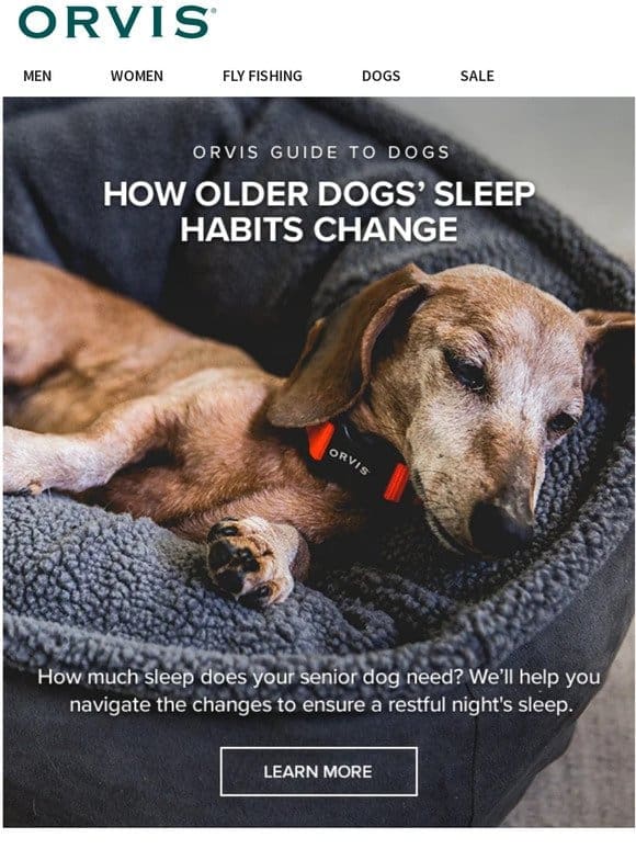 How to navigate your senior dog’s sleep habits