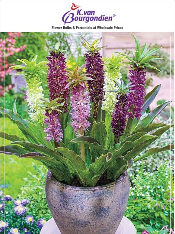 Last day to save on container plants