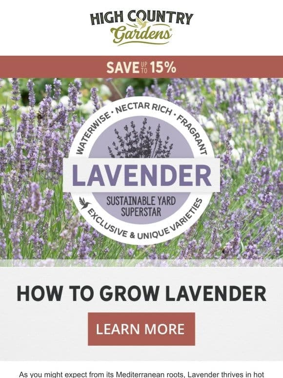 Lavender: Waterwise， Nectar-Rich & Wonderfully Fragrant