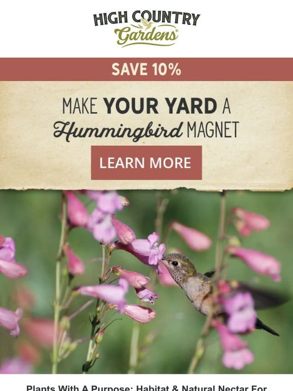 Make Your Yard A Hummingbird Magnet