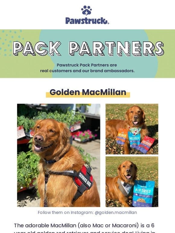 Meet Golden MacMillan the service dog  ‍