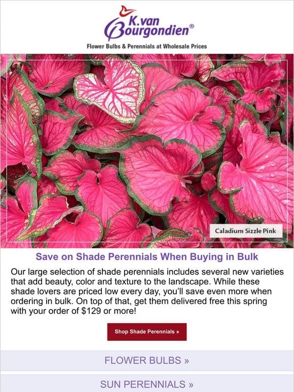 Order shade perennials in bulk and save