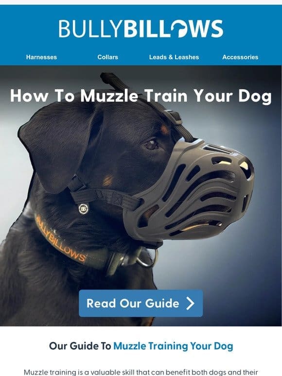 Our Guide To Muzzle Training Your Dog ℹ️