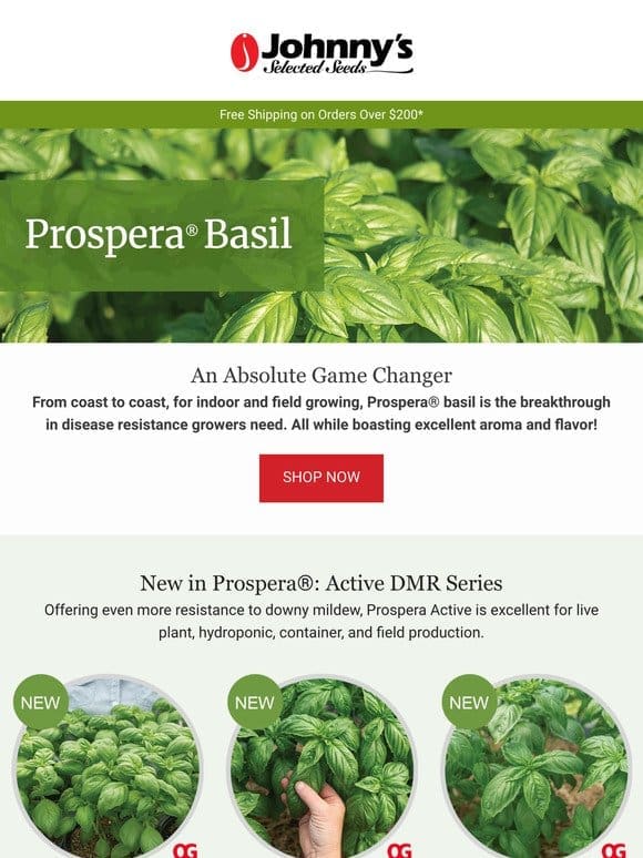 See What’s New in Prospera® Basil