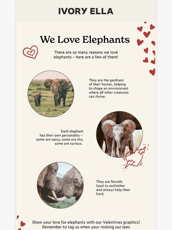 Why Elephants? Support us and help us give them the future they deserve