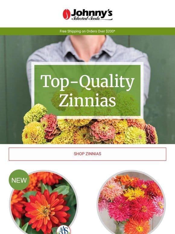 Zinnias for Cutting Gardens and Containers
