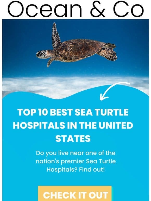⚡️Check Out A Sea Turtle Hospital Near You⚡️