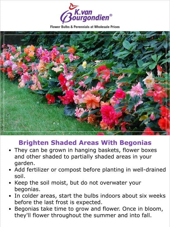 ️ 5 tips for using begonias in shaded areas