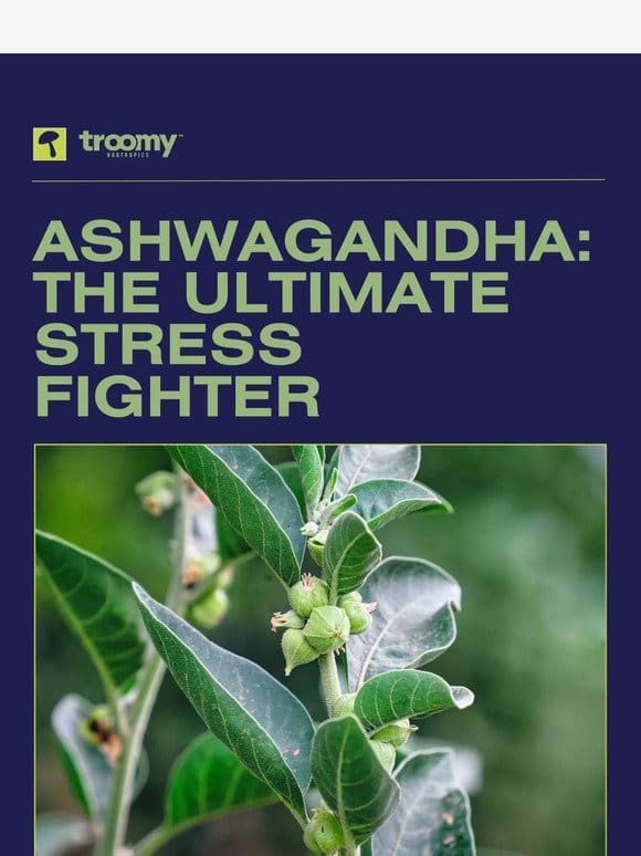 Ashwagandha: The ULTIMATE Stress Fighter