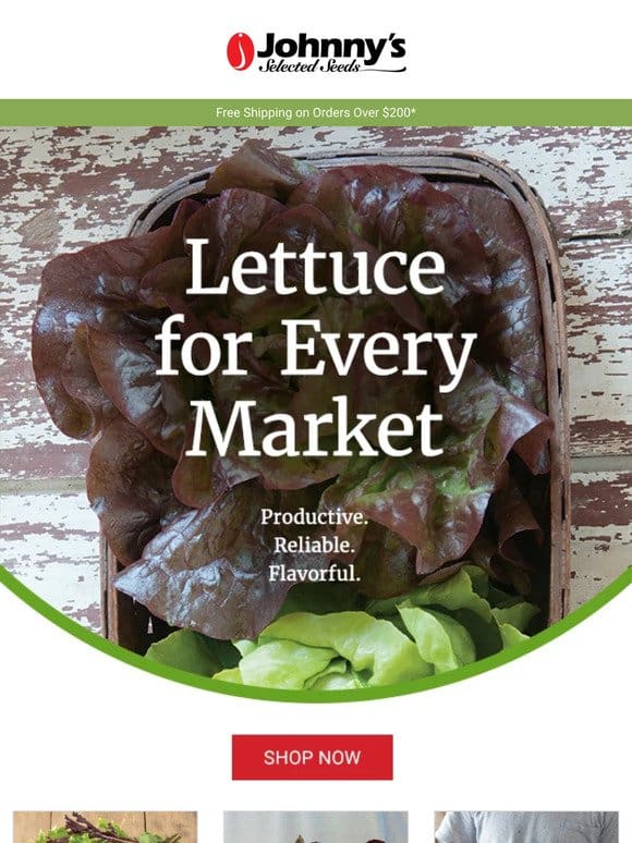 Grow Your Best Lettuce