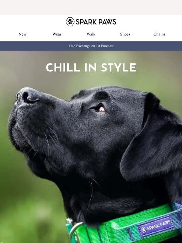 Quality Dog Gear to Chill In Style