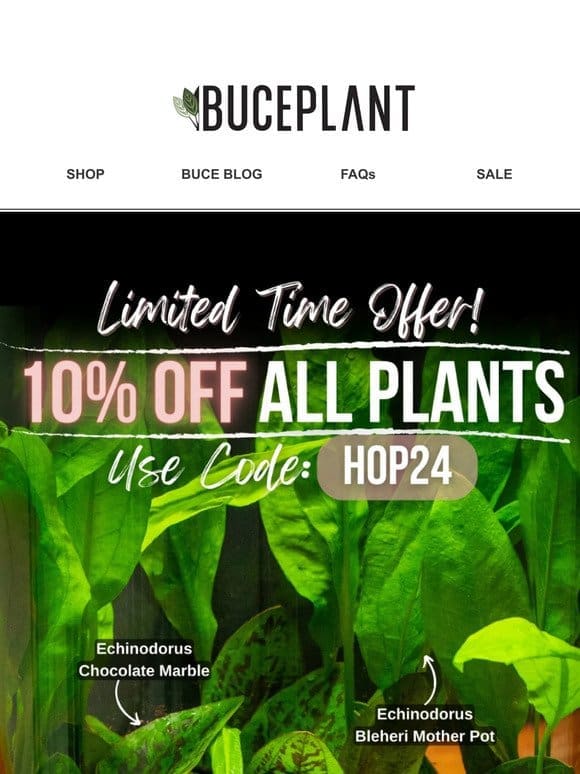 10% OFF for a Limited Time   Plants & Terrarium Kits!