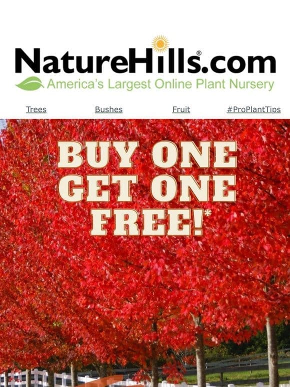 Buy One Get One For Free is Back!