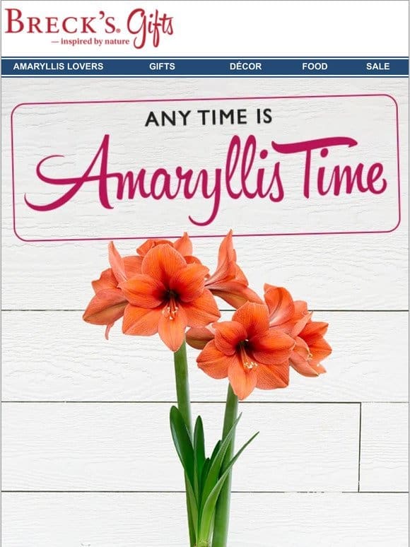 Have you seen our new amaryllis gifts?