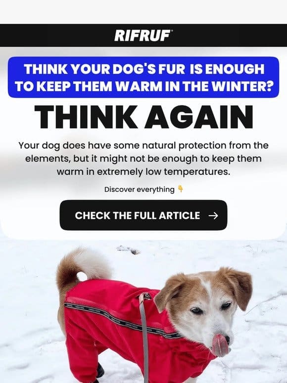 How can I keep my dog warm in cold weather?