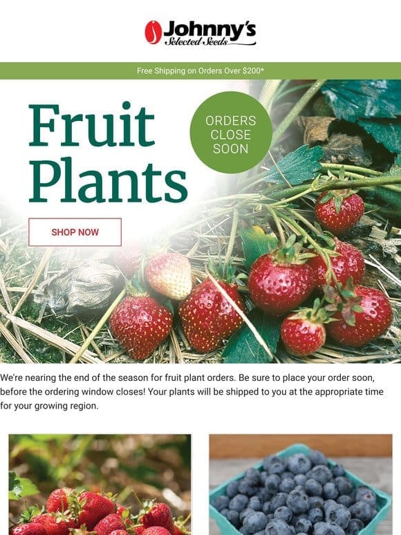Last Call for Fruit Plants!