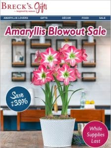Amazing amaryllis savings…
