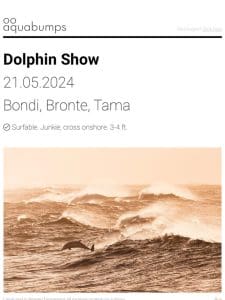 : : Dolphin Show