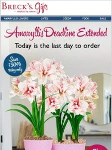 One more day for amaryllis!